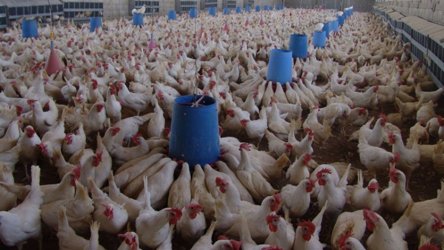 وزارة الزراعة تنفي وجود أمراض خطرة أو إصابات بشرية في قطاع الدواجن