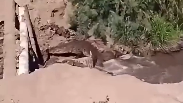 ما حقيقة ظهور تماسيح في نهر الفرات بالرقة؟