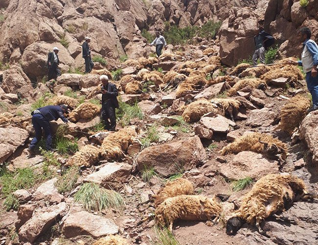 ما حقيقة الصور المستخدمة كمثال عن (سلوك القطيع) 