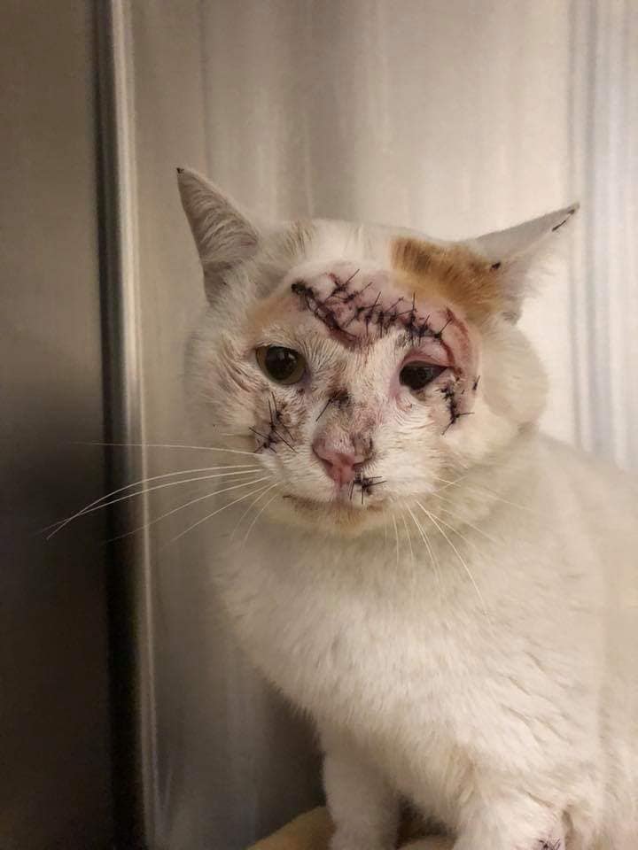 هذا القط ليس ضحية لقصف من قوات الأسد أو روسيا على إدلب