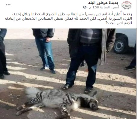 "الضبع المخطط في إحدى القرى السورية" | ادعاء مضلل