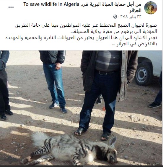 الصورة المنشورة على أنها للضبع المخطط في الجزائر - 2018
