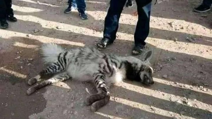 ما حقيقة "اصطياد ضبع مخطط بعد انقراضه رسمياً من العالم"؟