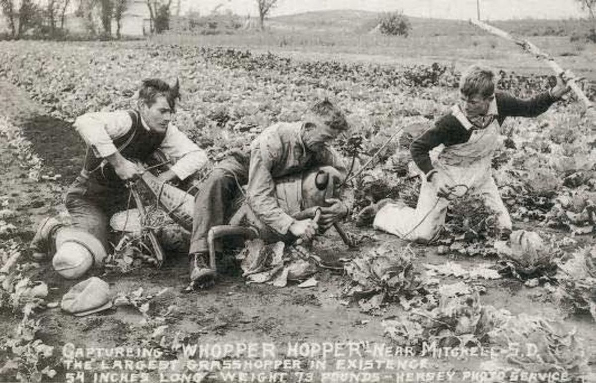 ما حقيقة صورة "اصطياد أكبر جرادة في العالم"؟