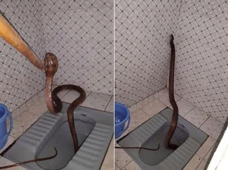 ما حقيقة الصور التي زُعم أنها لثعبان ضخم خرج من أحد الحمامات في سوريا؟