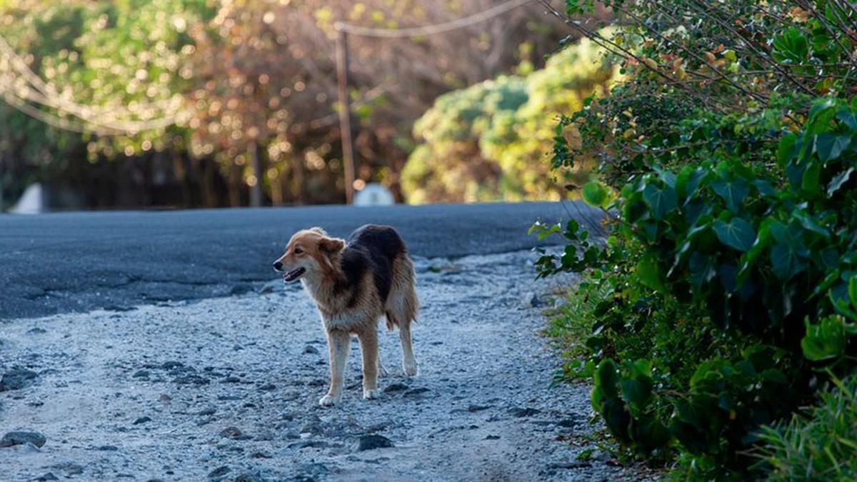 هل أجازت إسبانيا ممارسة الجنس مع الحيوانات طالما لا تؤذيها؟