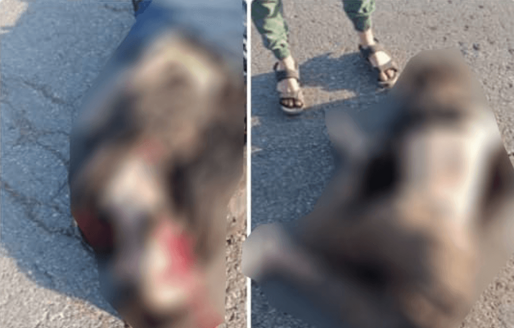 ادعاء كاذب: صور ضحايا حادث مروري في إدلب يُزعم أنها لشاب ذُبح في السويداء